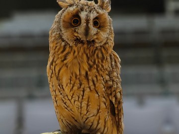 Noc sów 2026 Zapolice, 